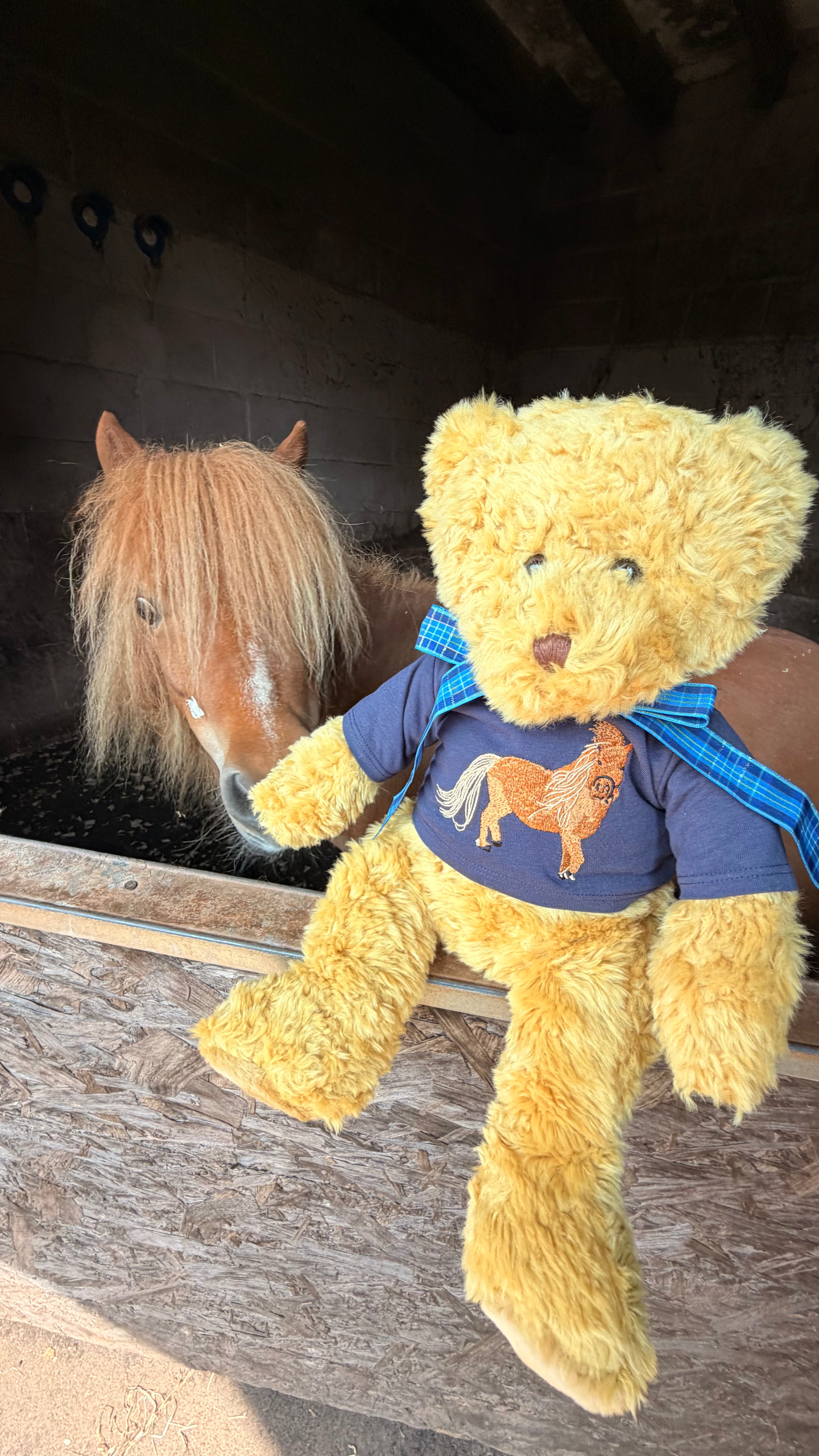 teddy wearing a personalised embroidered t-shirt. 
